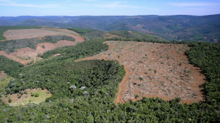 Brésil: déforestation record en Amazonie au 1er semestre