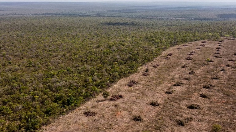 Déforestation illégale au Brésil : Zara et H&M visés par une ONG britannique