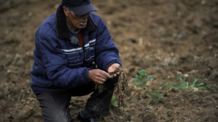 Sur les hauts plateaux de Bolivie, la pomme de terre malmenée par le climat
