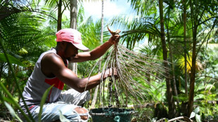 Acai berry craze: boon or threat for the Amazon?