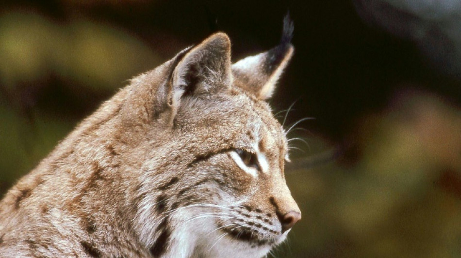 Deux jeunes lynx mâles relâchés dans le massif du Jura