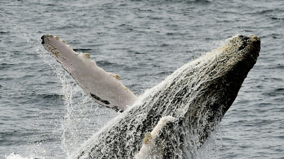 A la saison des amours, le chant des baleines s'est tu et c'est bon signe