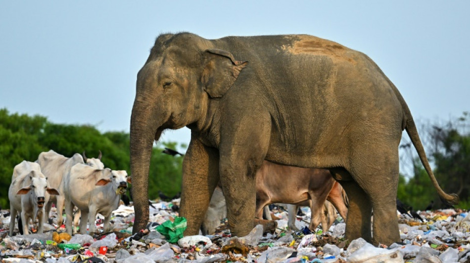 Au Sri Lanka, le problème éléphantesque des déchets plastiques