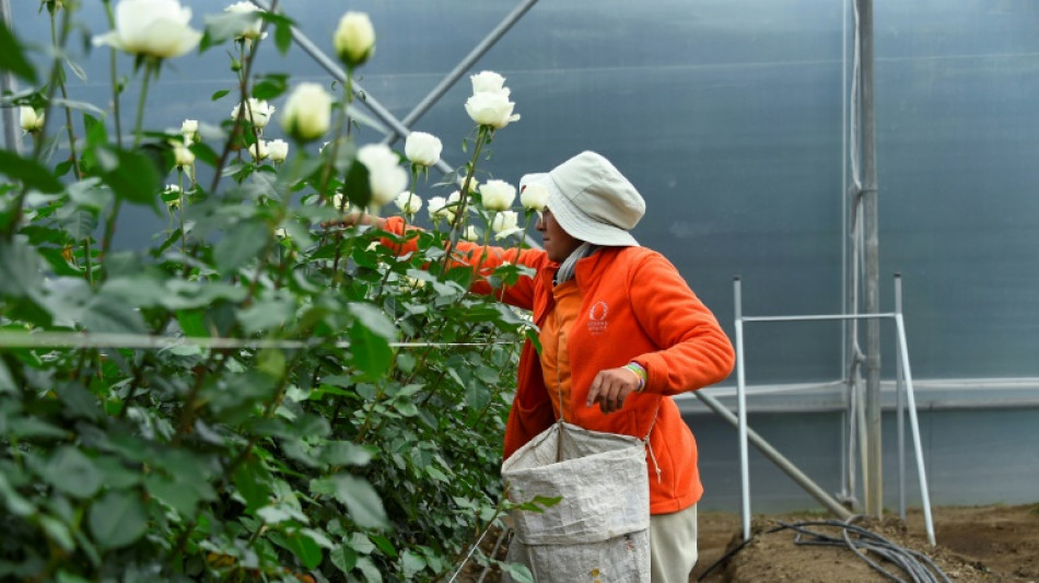 La course d'obstacles des roses équatoriennes pour arriver sur les étals du monde