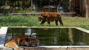 Los animales del zoo de Bagdad sufren los más de 50ºC de un verano infernal