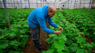 En Israël, des bénévoles pour les récoltes des agriculteurs arabes