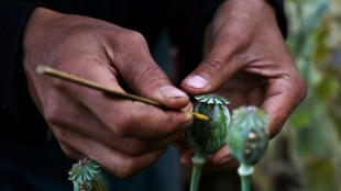 Myanmar overtakes Afghanistan as world's biggest opium producer: UN 