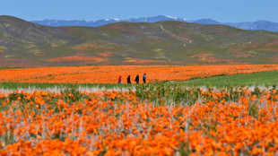 California bursts into 'super bloom' after wet winter