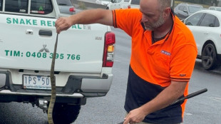 Driver in Australia finds deadly tiger snake on her leg