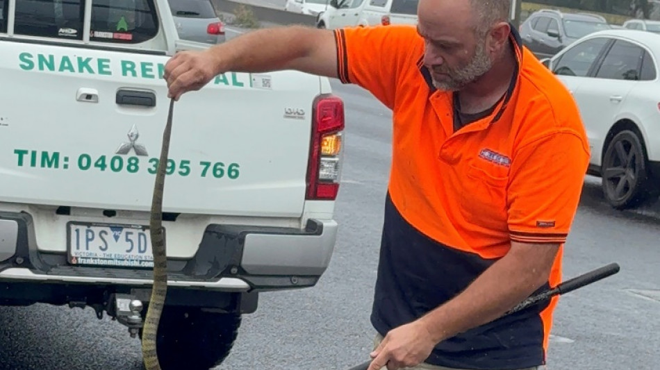 Una mujer en Australia encuentra una serpiente mortal en su pierna mientras conducía