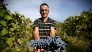 Grapes of wrath: Albania winemakers struggle with warmer world