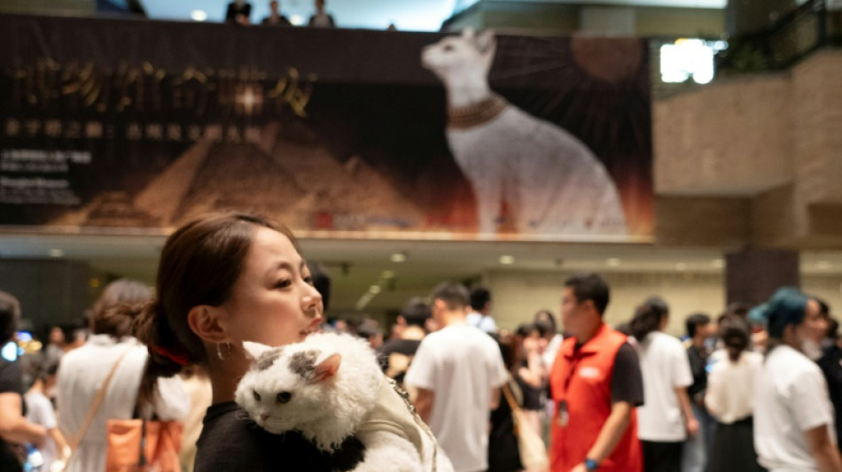 Night at the mewseum: Ancient Egypt exhibition welcomes cats