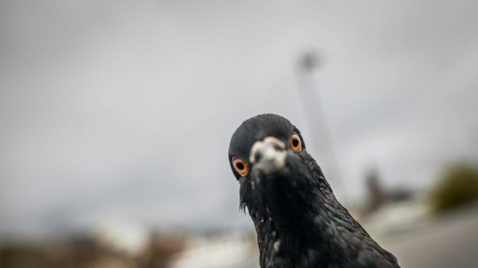 Police arrest Japan taxi driver after running over pigeon