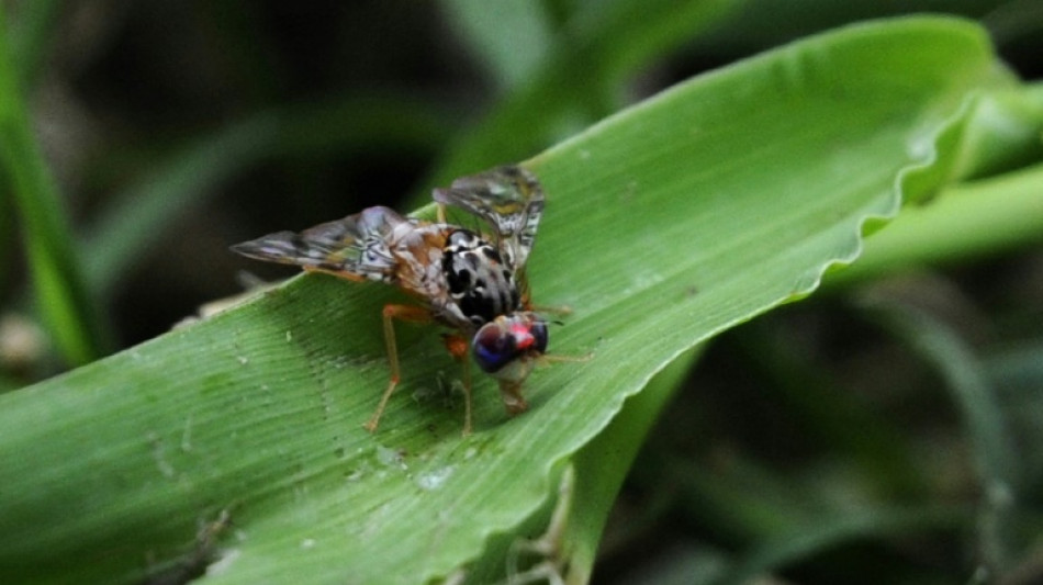 Smog a major buzzkill for insect mating