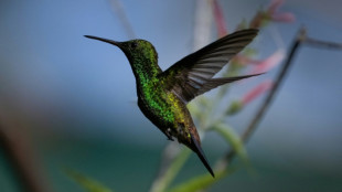 Caracas, "edén" de los colibríes