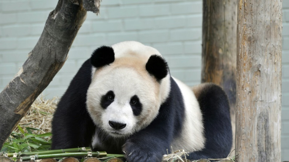 Reino Unido devolverá a China sus únicos pandas tras 12 años sin procrear