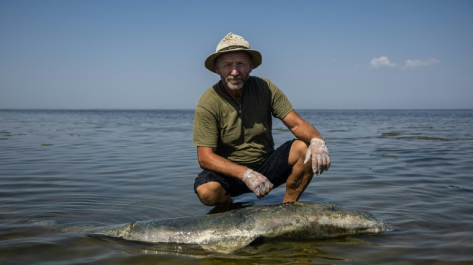 Guerre en Ukraine: le scientifique qui mesure l'hécatombe des dauphins en mer Noire