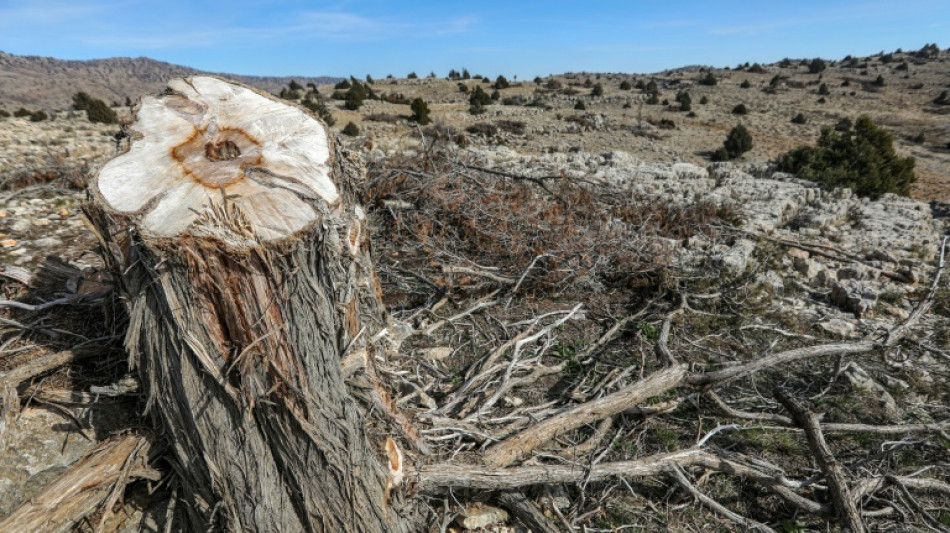 Au Liban, des arbres millénaires menacés par l'abattage illégal