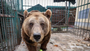 Mark, el oso pardo inicia su vida en libertad tras 20 años de cautiverio