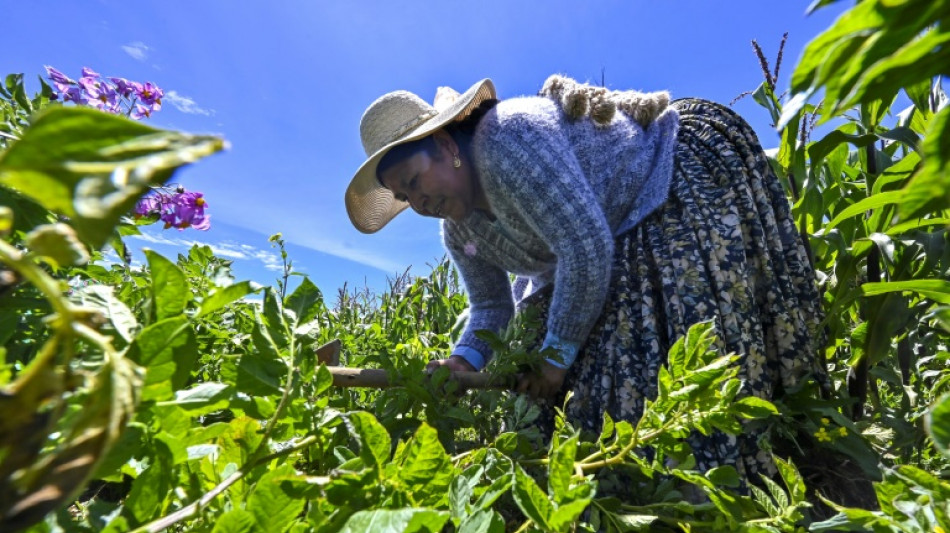 Bertha Aguilar, l'avocate bolivienne au service des femmes indigènes aymaras