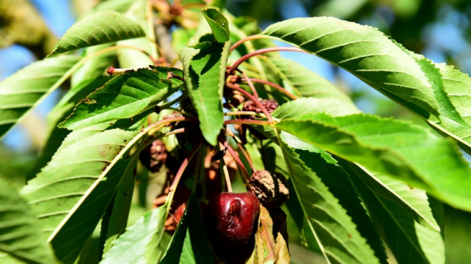 Des producteurs de cerises "découragés" devant les ravages d'un moucheron