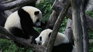 Panda diplomacy is back: China sending two bears to Washington