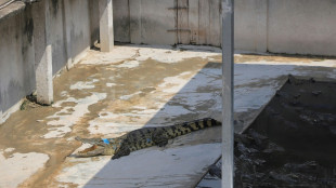 Cambodian killed by 40 crocodiles after falling in enclosure