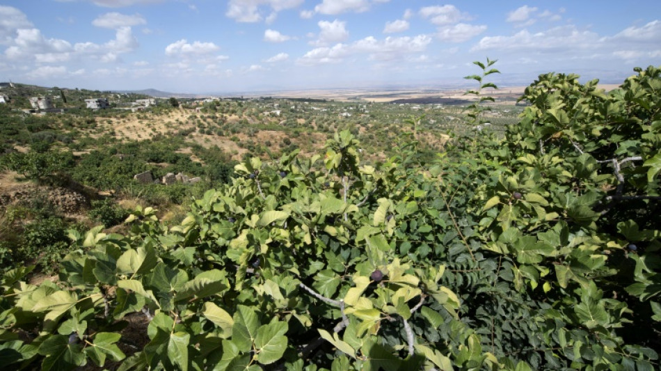 Tunisie: des "jardins suspendus" résistent à la sécheresse