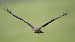 Las rapaces europeas, envenenadas por el plomo de los perdigones (estudio)