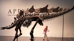 Esqueleto de estegossauro vai a leilão em Nova York