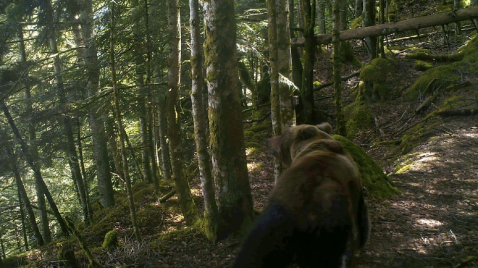 Le gouvernement rend possible l'effarouchement de l'ours dans les Pyrénées