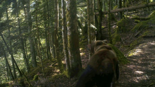 Le gouvernement rend possible l'effarouchement de l'ours dans les Pyrénées