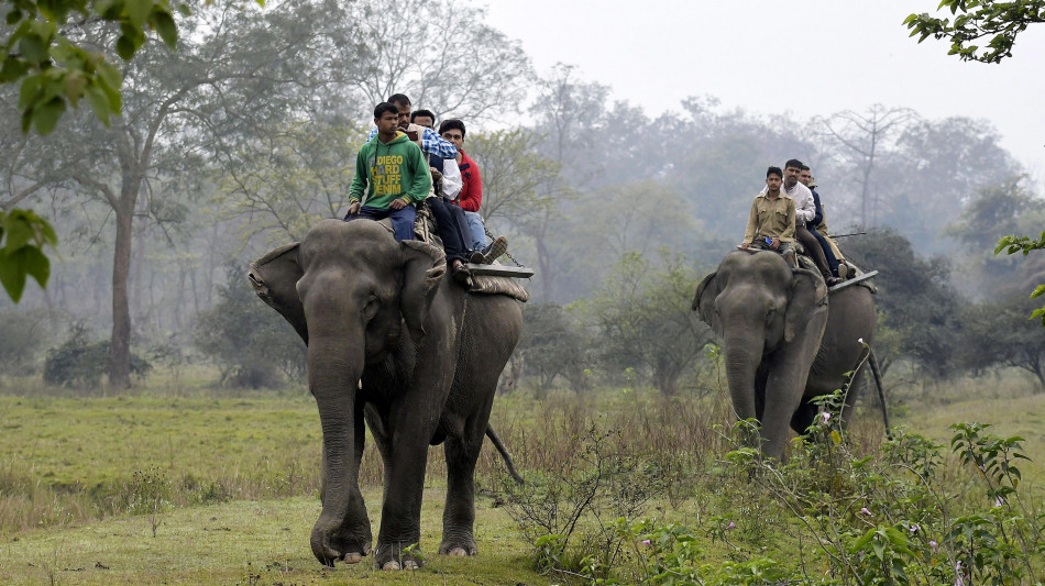 Popolazione elefanti in India in calo del 20% in ultimi 5 anni