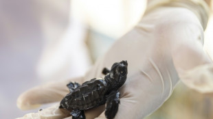 Sur les côtes turques, le baby boom des tortues marines