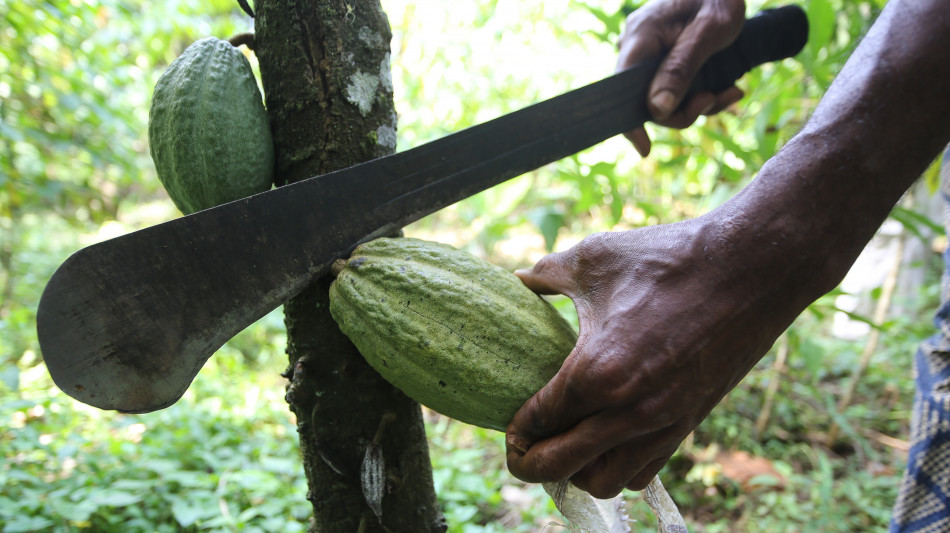 Impatto cambiamenti clima su produzione e prezzi del cacao