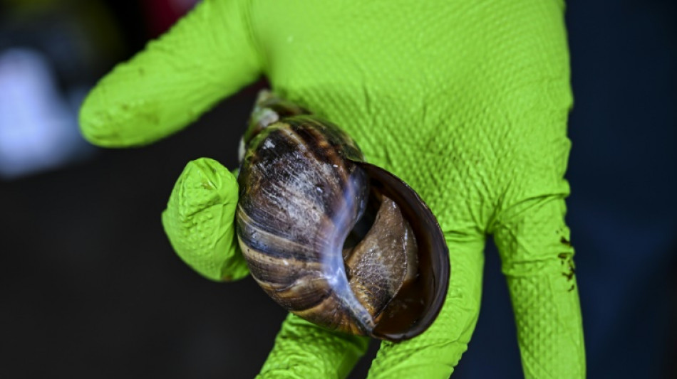 Florida hurries to catch fast-spreading snail invasion