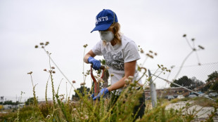 A Los Angeles, plantes et champignons dépolluent les sols à moindre coût