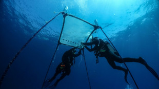 A Chypre, la première pépinière flottante de corail en Méditerranée