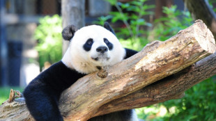 La désinformation sur les pandas attise le sentiment anti-américain en Chine