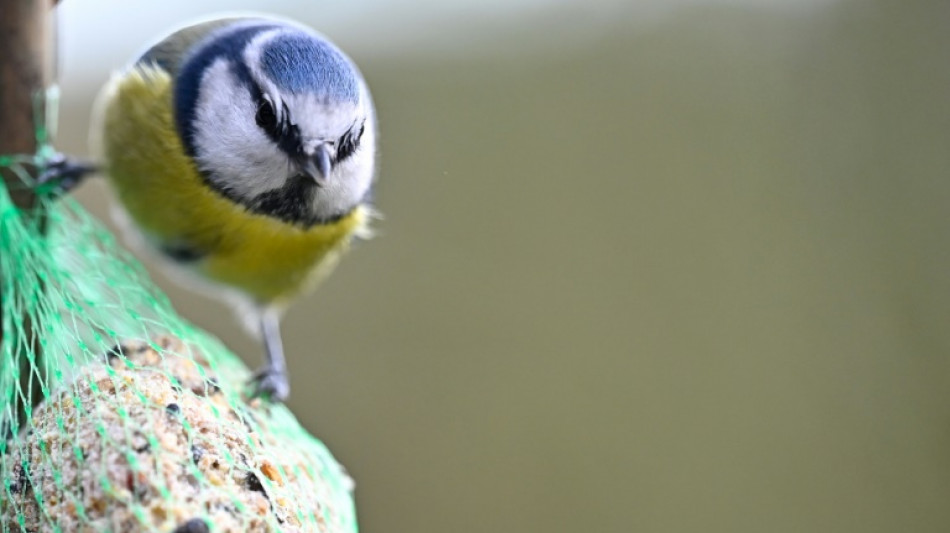 Unbekannter wirft Vogelhäuschen durch Schlafzimmerfenster in Hoyerswerda