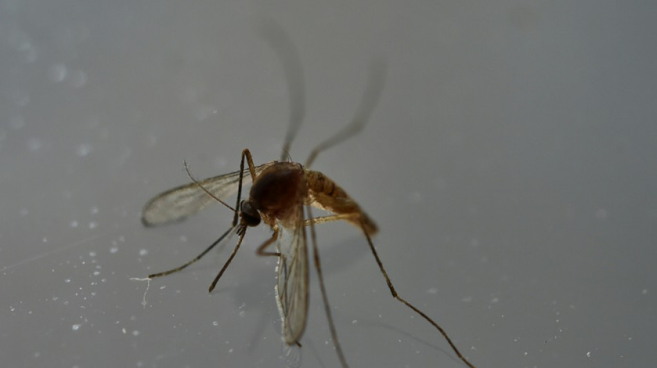 Premier cas autochtone de chikungunya de l'année en France, en Ile-de-France