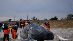 Científicos revelan el rol del excremento de ballena en el ecosistema