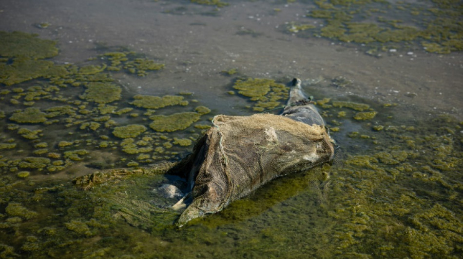 Un scientifique turc plaide pour un "corridor écologique" en mer Noire