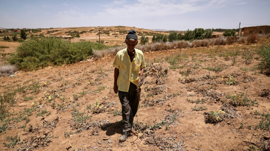 Crucial farm jobs dry up in drought-stricken Morocco