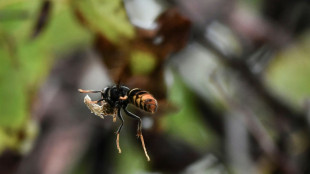 Avec le réchauffement climatique, les insectes font de la résistance en automne