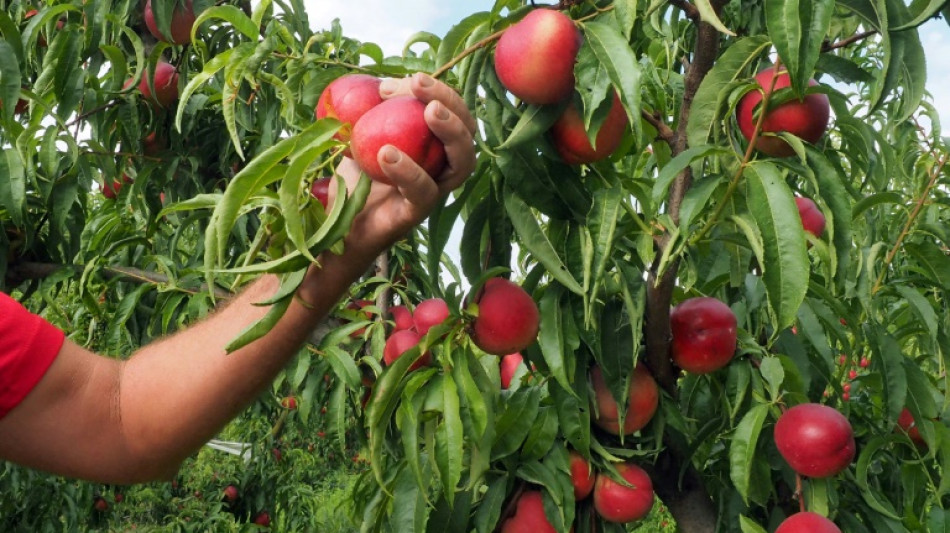 La justice française condamne l'emploi de saisonniers agricoles dans des conditions indignes