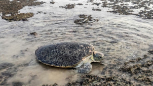 Au Yémen, les tortues manquent de mâles à cause du réchauffement climatique