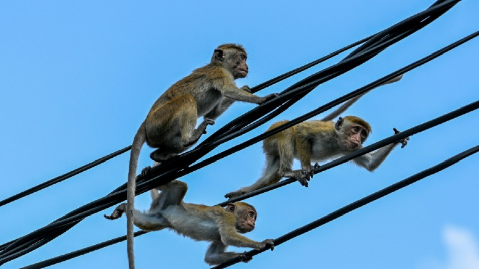 Cash-strapped Sri Lanka scraps monkey business plan