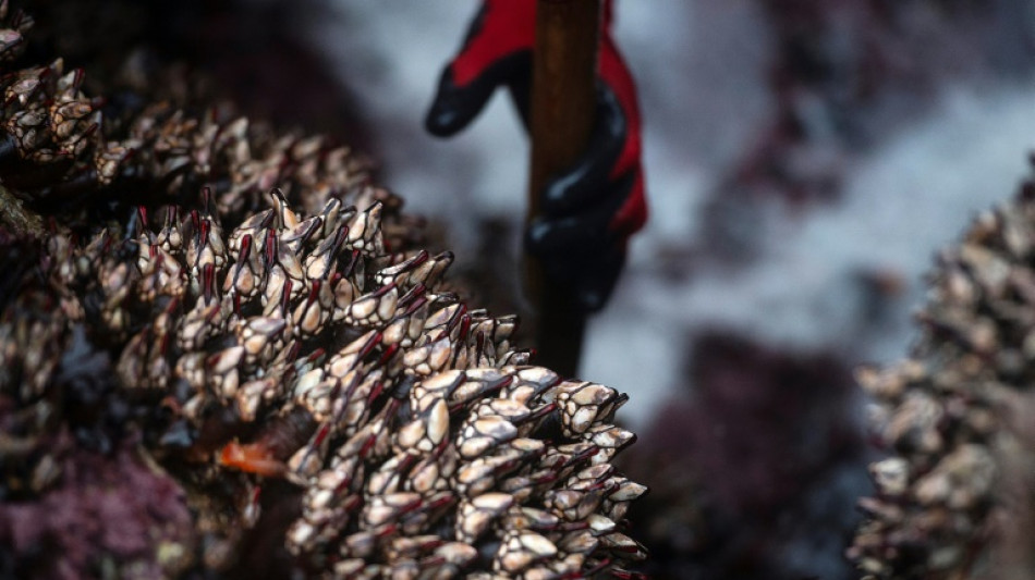 Francia detiene a dos españoles por traficar percebes, un tipo de crustáceos