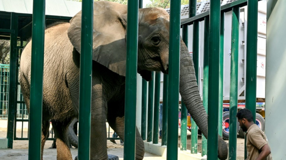 Une éléphante meurt dans un parc animalier du Pakistan qui venait d'accueillir sa soeur